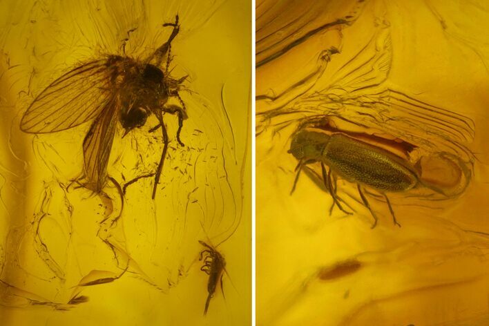 Fossil Fly, Springtail and Beetle In Baltic Amber #142189
